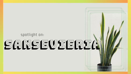 Spotlight on Sansevieria: The Striking Snake Plant