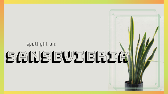 Spotlight on Sansevieria: The Striking Snake Plant  Outside In