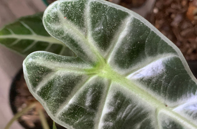 Zap Houseplant Spider Mites in 6 Quick but Mighty Measures