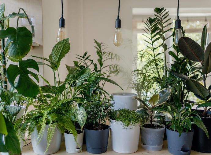 6 Springtime Steps to Support Your Houseplants Through the Seasonal Shift