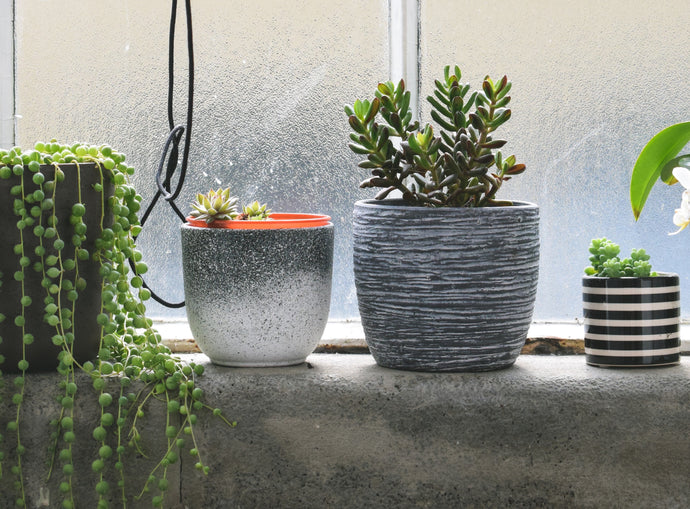 Breaking Down Light Requirements for Houseplants: Shedding Light on the Green Mystery