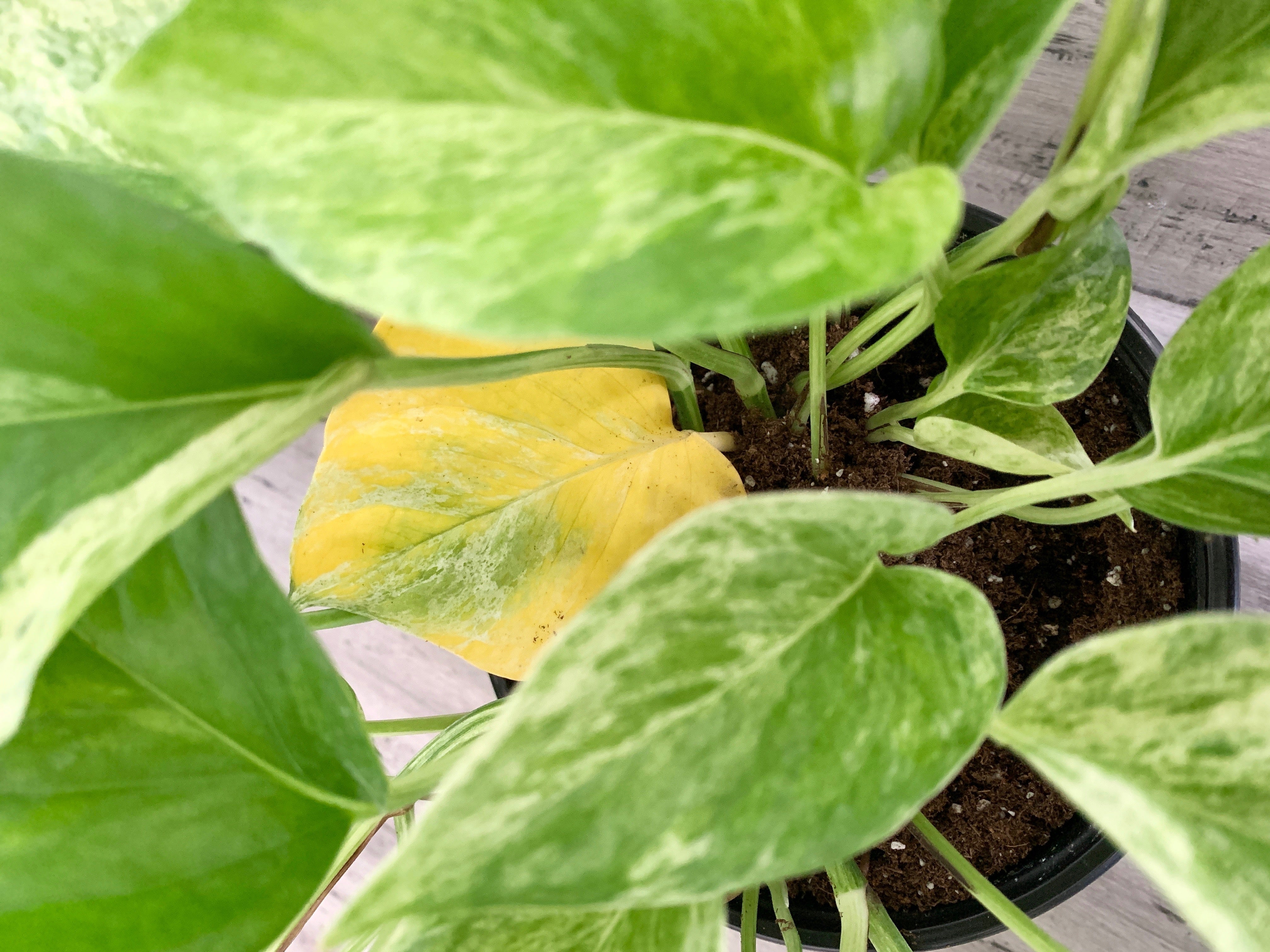 How to diagnose yellowing correctly