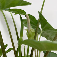 Load image into Gallery viewer, Alocasia Corazon - 6&quot;