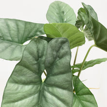 Load image into Gallery viewer, Alocasia Corazon - 6&quot;