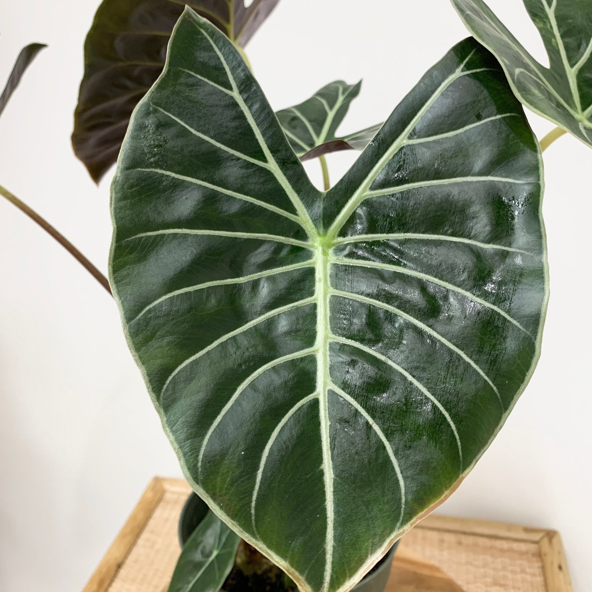 dragon tooth succulent Alocasia 'Dragon's Tooth'