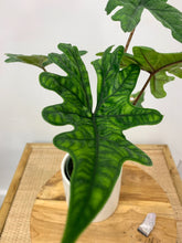 Load image into Gallery viewer, Alocasia Jacklyn - 4&quot;