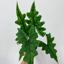 Load image into Gallery viewer, alocasia jacklyn