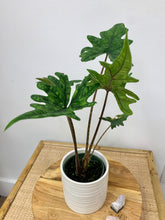 Load image into Gallery viewer, Alocasia Jacklyn - 4&quot;