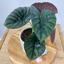 Load image into Gallery viewer, Alocasia &quot;Nebula Imperialis&#39;