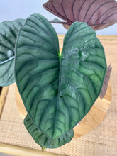 Load image into Gallery viewer, Alocasia &quot;Nebula Imperialis&#39;