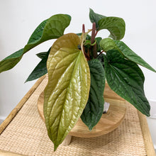 Load image into Gallery viewer, Anthurium radicans x luxurians