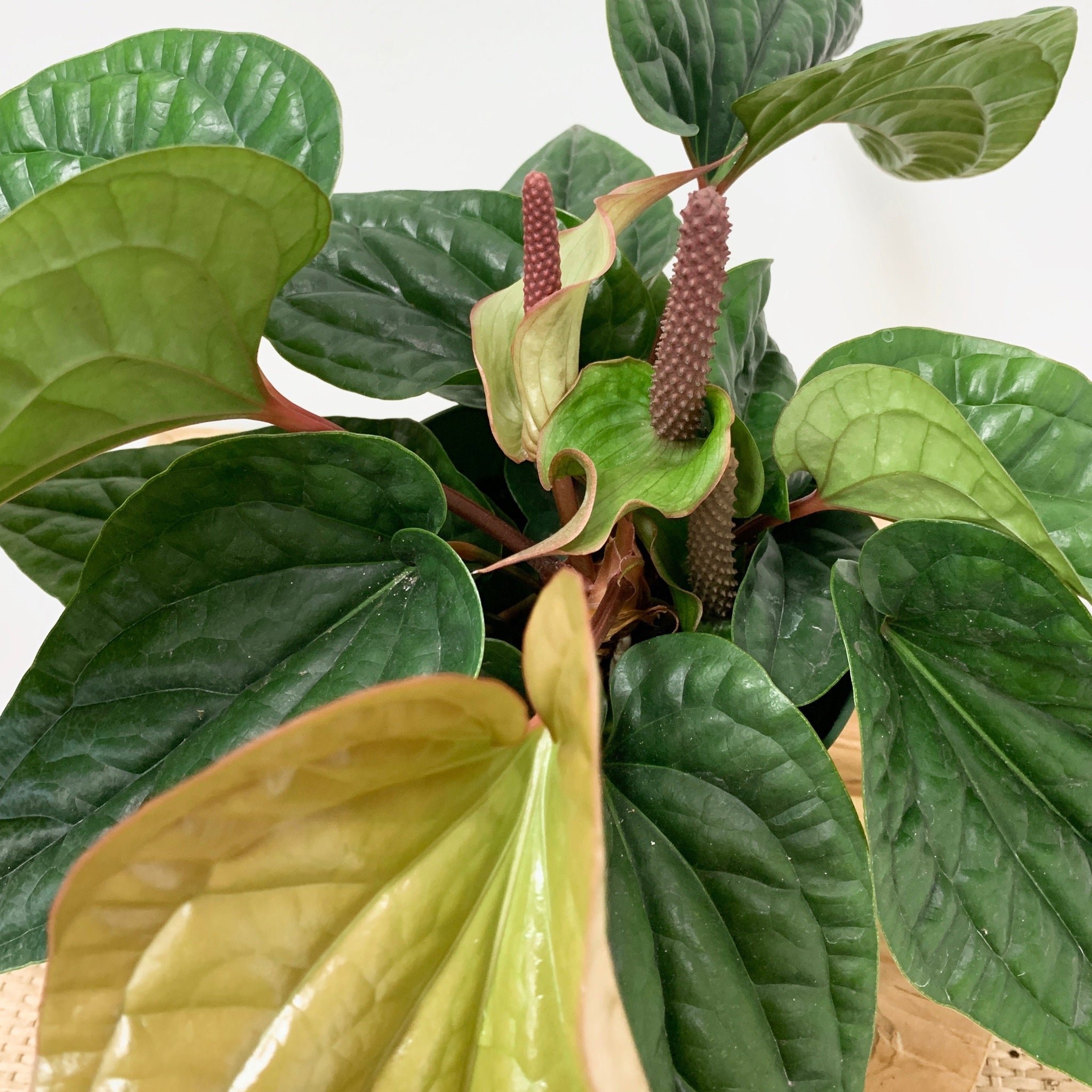 anthurium outside Anthurium radicans x luxurians