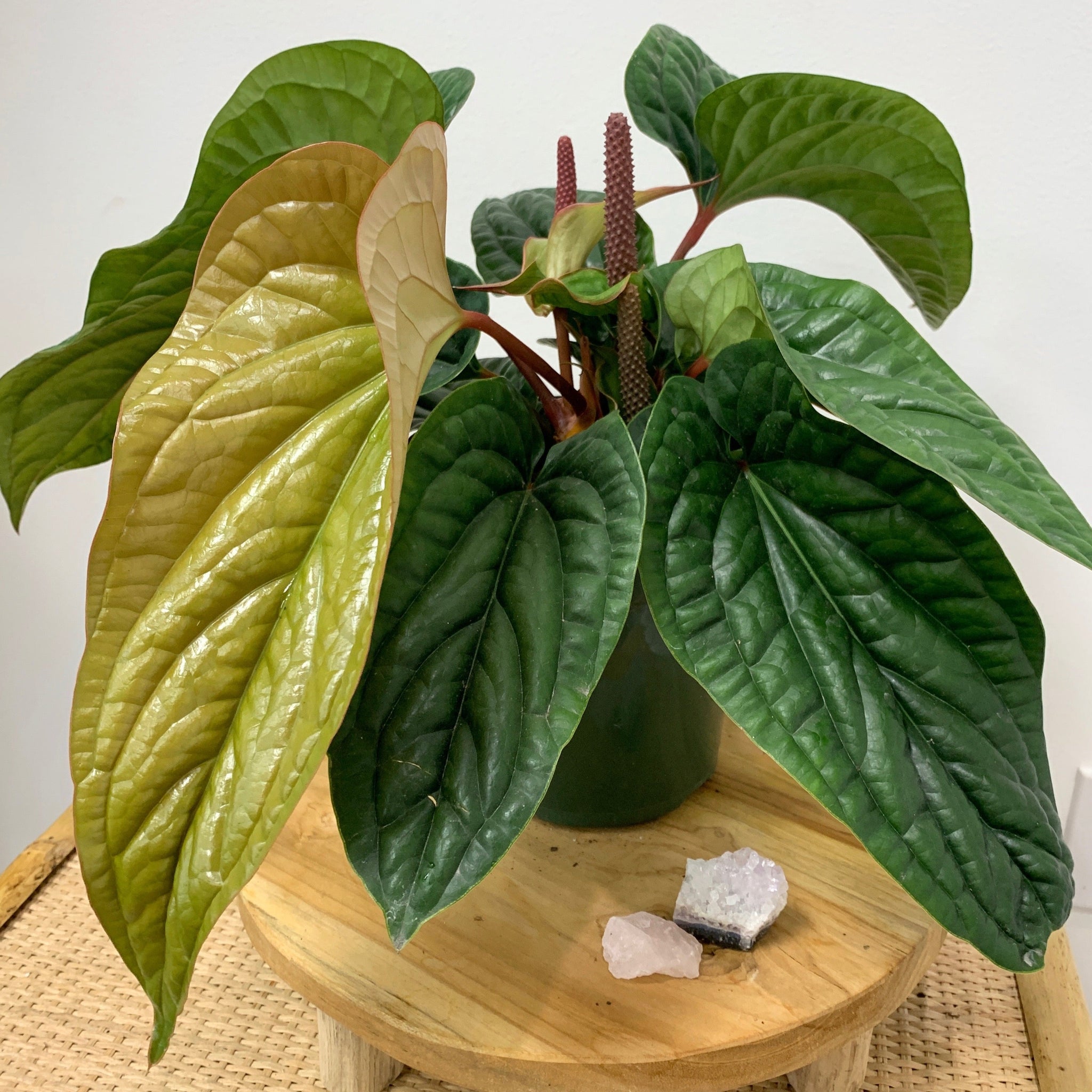 anthurium regale x luxurians Anthurium radicans x luxurians