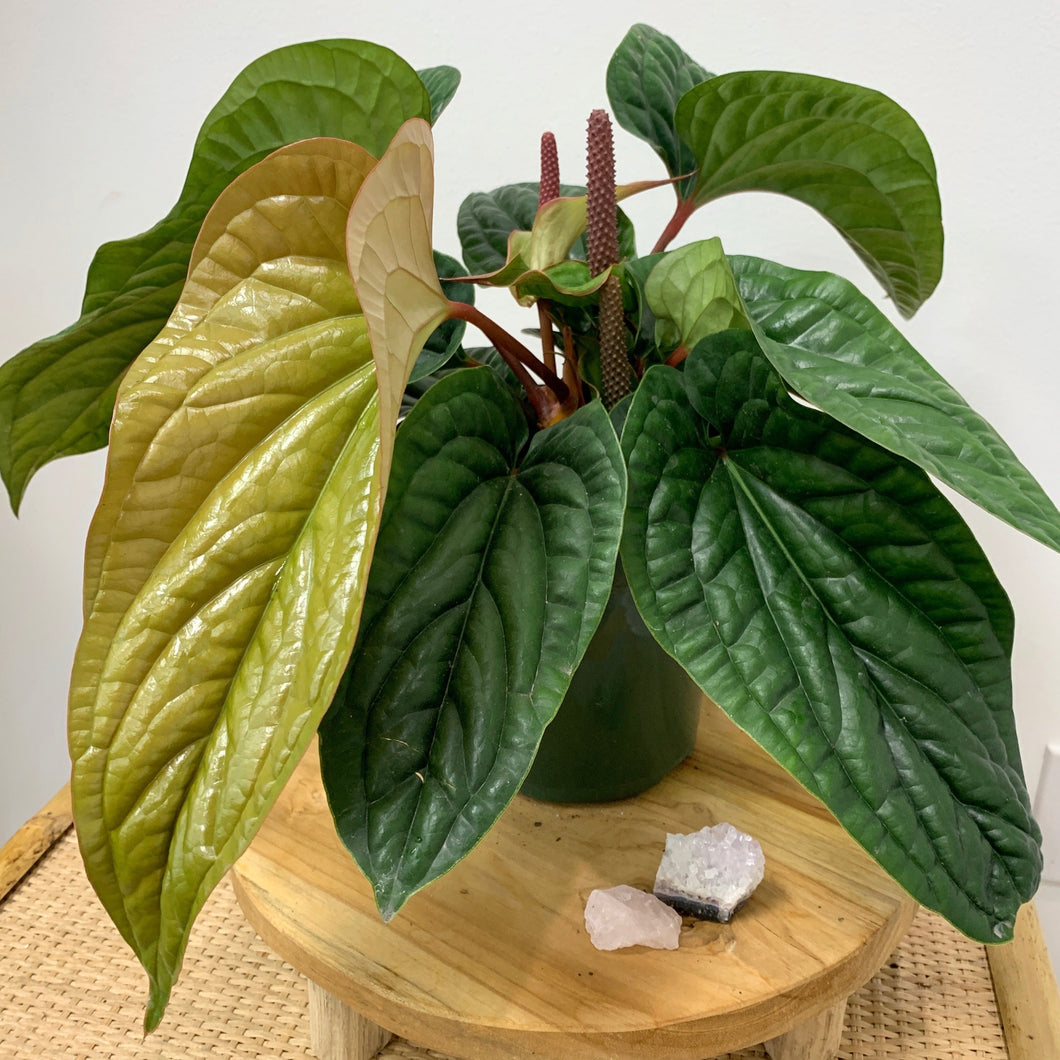 anthurium radicans care Anthurium radicans x luxurians