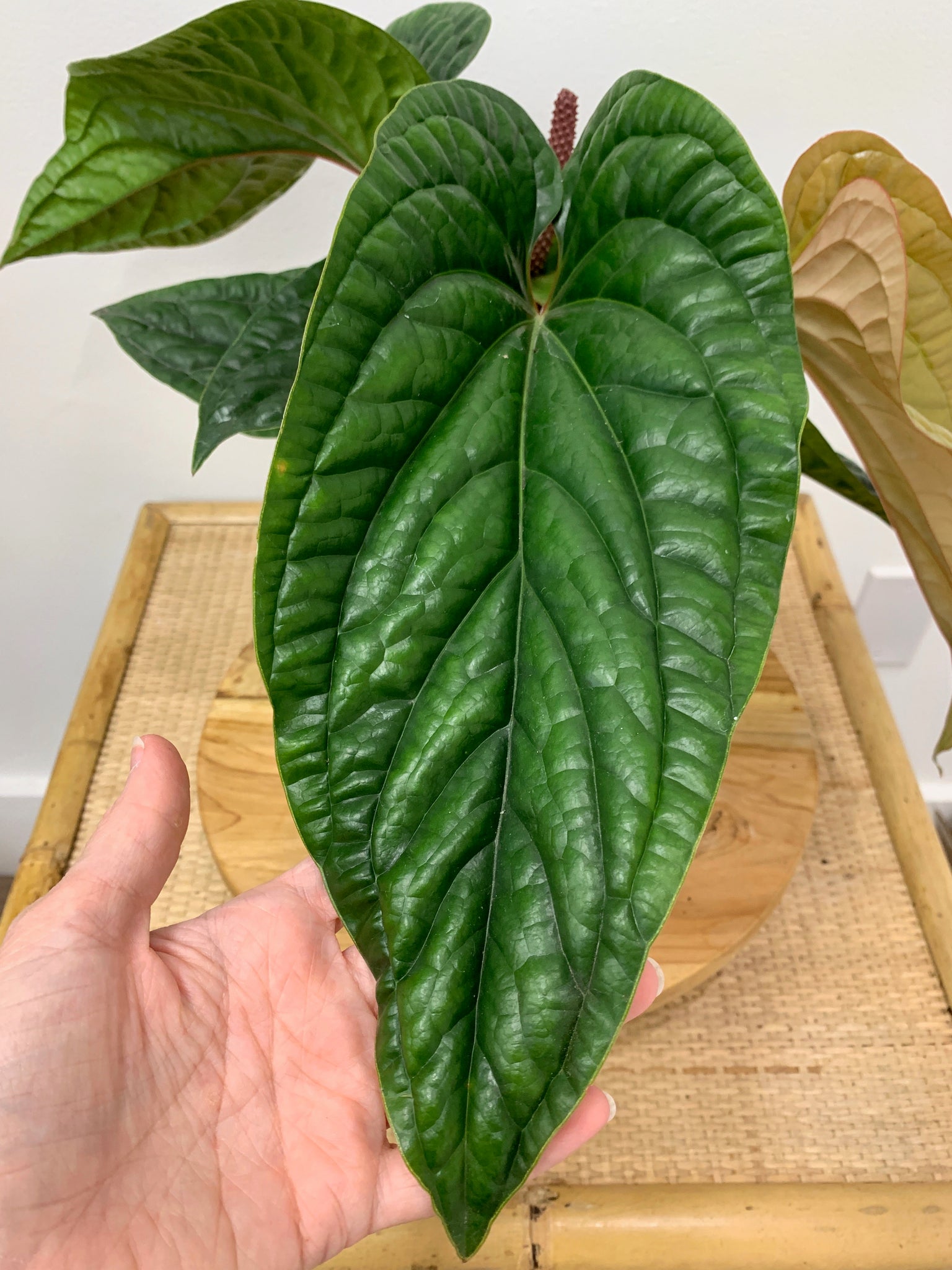 anthurium radicans for sale Anthurium radicans x luxurians