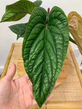 Load image into Gallery viewer, Anthurium radicans x luxurians - 6&quot;