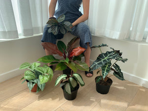 person holding houseplant