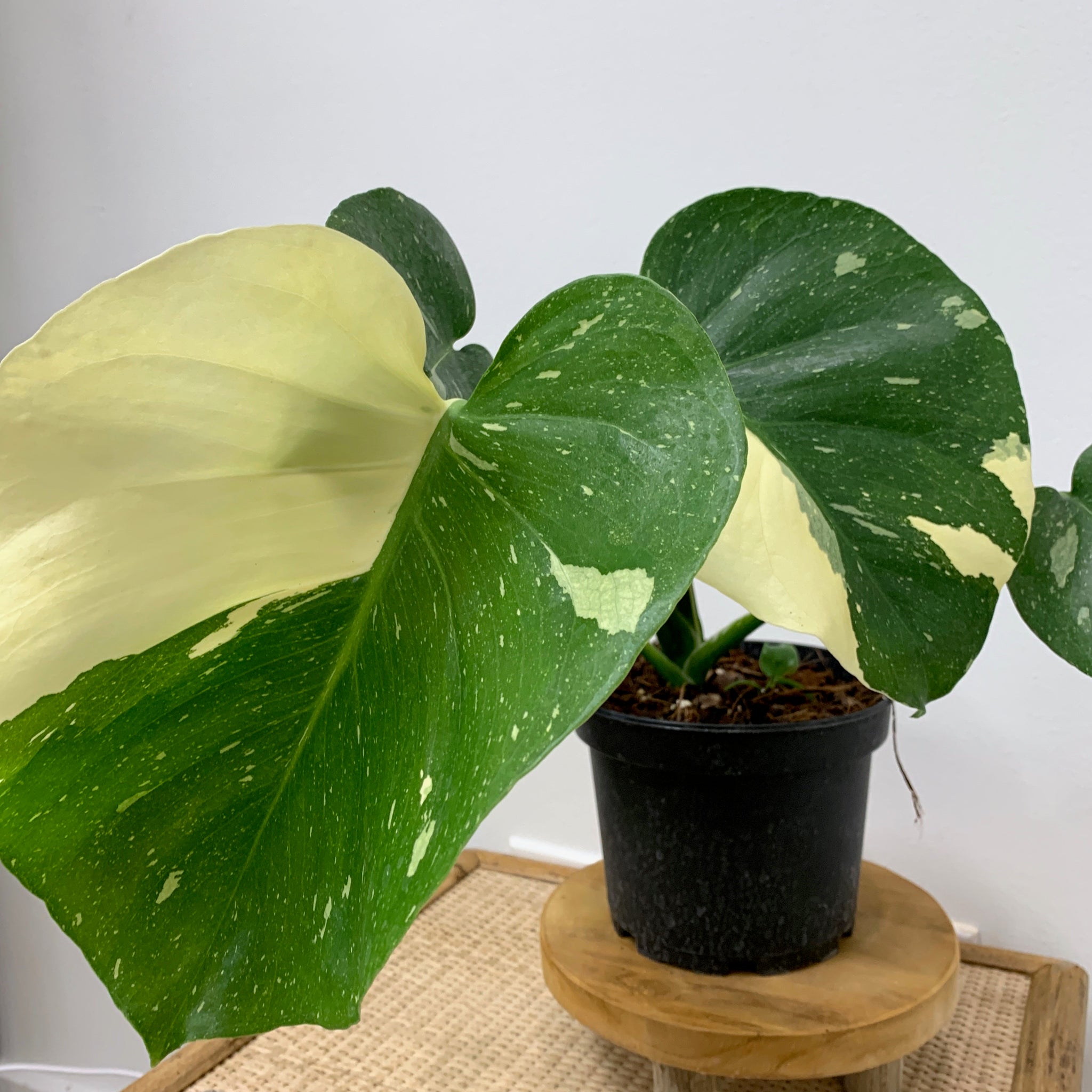 monstera deliciosa variegata thai constellation Monstera 'Thai Constellation' – Outside In