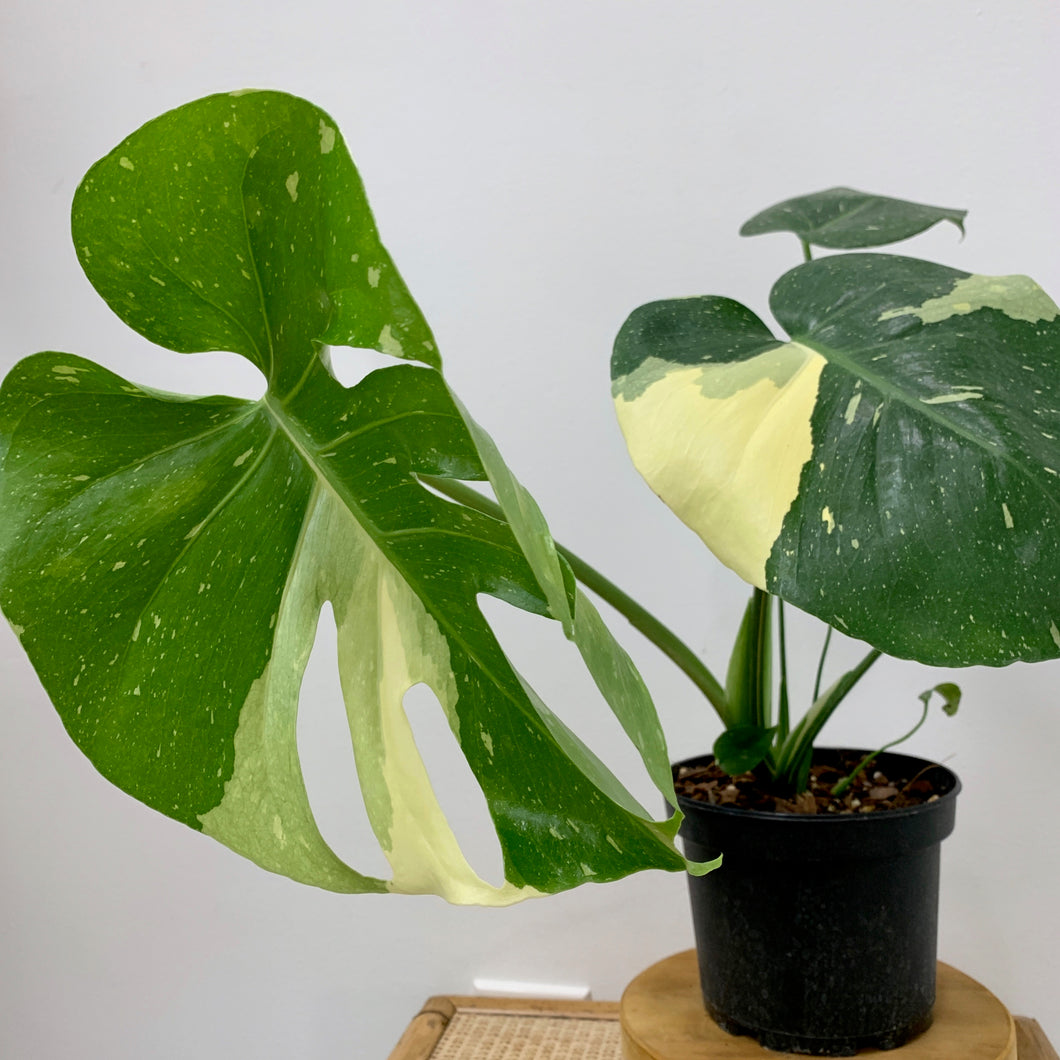 variegated monstera thai constellation Monstera 'Thai Constellation' – Outside In