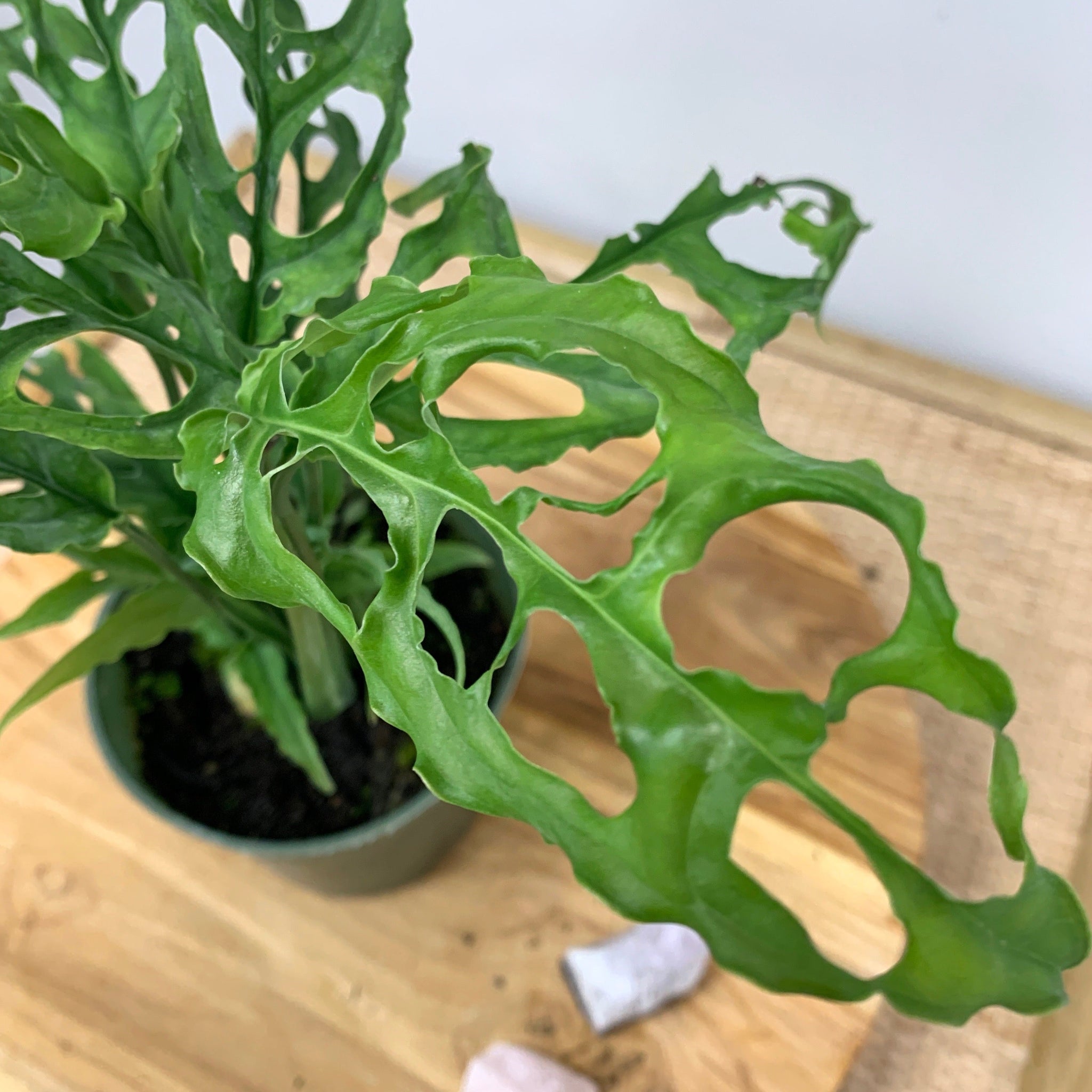 monstera obliqua peru big Monstera obliqua (Peru form) – Outside In