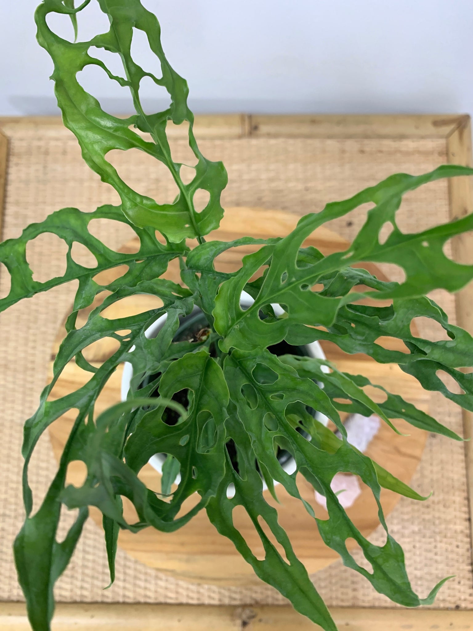 monstera obscura Monstera obliqua (Peru form) – Outside In