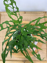 Load image into Gallery viewer, monstera obliqua rare plant