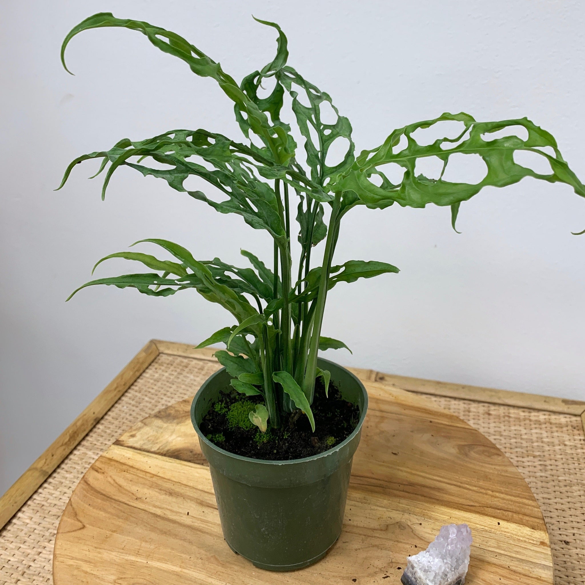 monstera obliqua peru big Monstera obliqua (Peru form) – Outside In