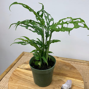 monstera obliqua peru Monstera obliqua (Peru form) – Outside In