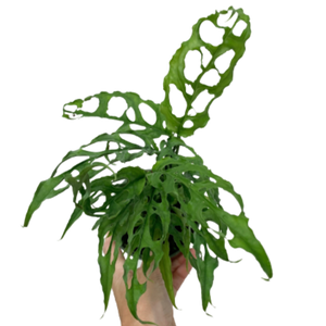 monstera obliqua peruvian form Monstera obliqua (Peru form)
