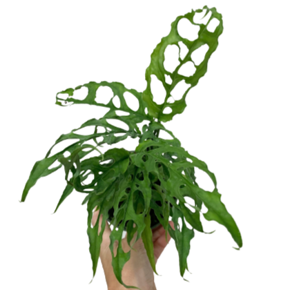 Monstera obliqua (Peru form) – Outside In