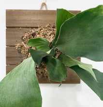 Load image into Gallery viewer, Mounted Staghorn Fern Plant