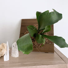 Load image into Gallery viewer, Mounted Staghorn Fern On Desk