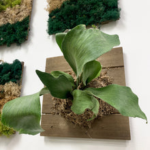 Load image into Gallery viewer, Mounted Staghorn Fern