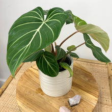 Load image into Gallery viewer, philodendron gloriosum