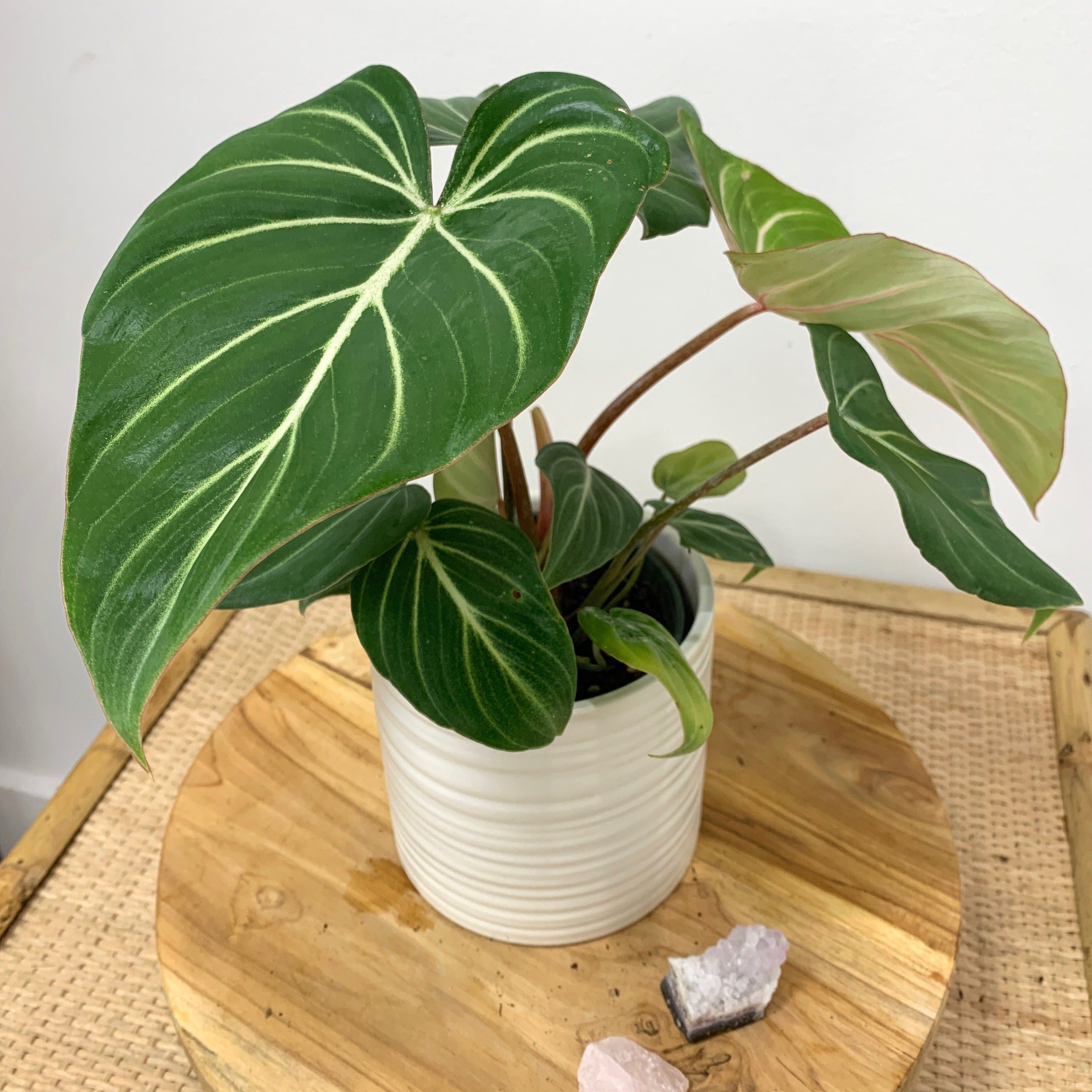 philodendron gloriosum small Philodendron gloriosum