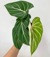 Load image into Gallery viewer, Philodendron gloriosum - 4&quot; (very full)