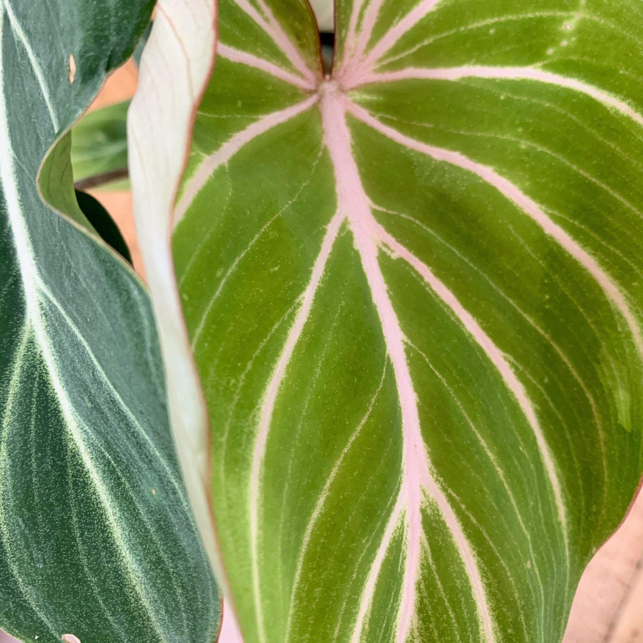 philodendron gloriosum for sale near me Philodendron gloriosum