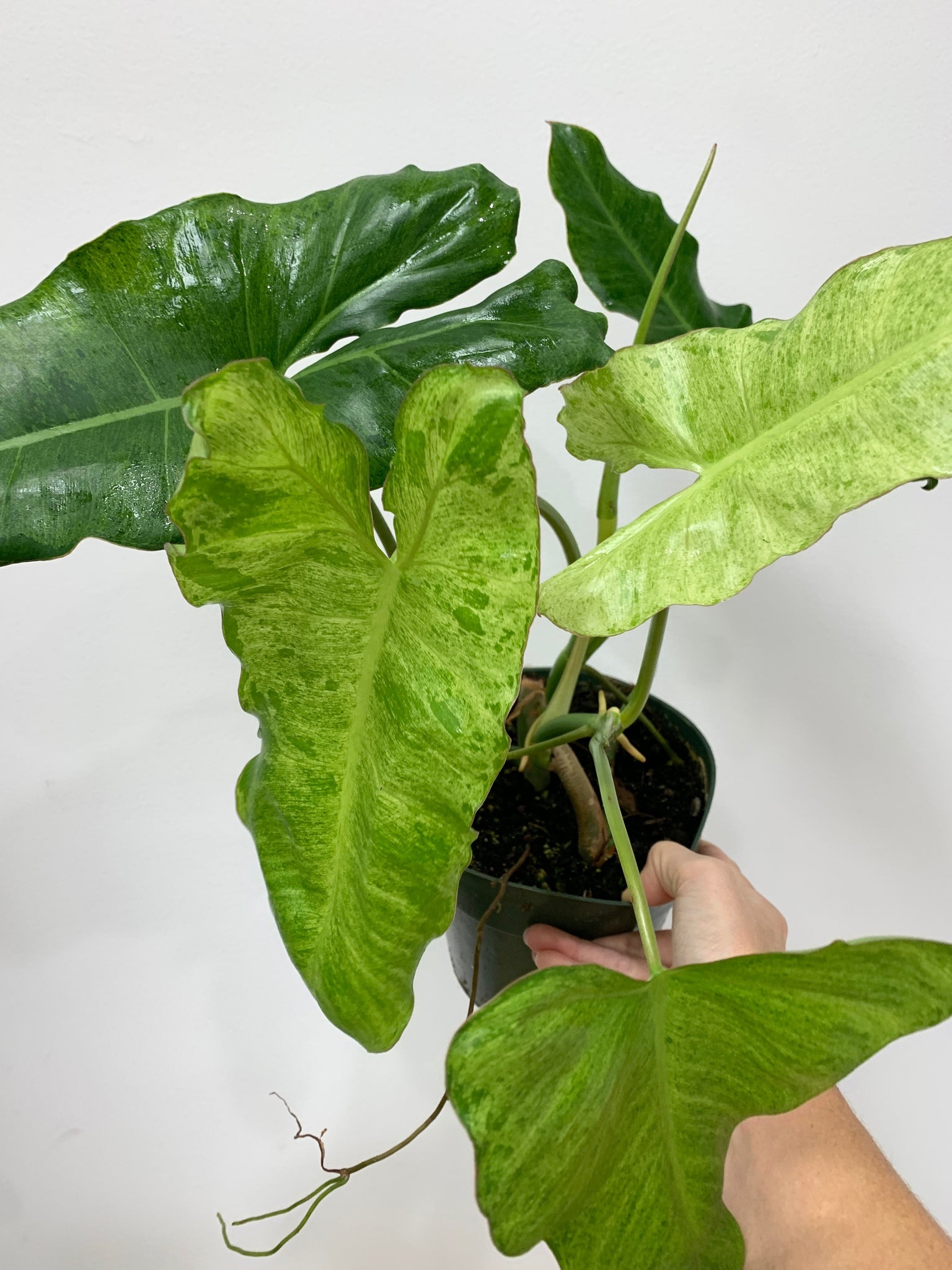 philodendrons outside Philodendron 'Paraiso Verde'