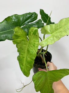 Philodendron 'Paraiso Verde' - 6"