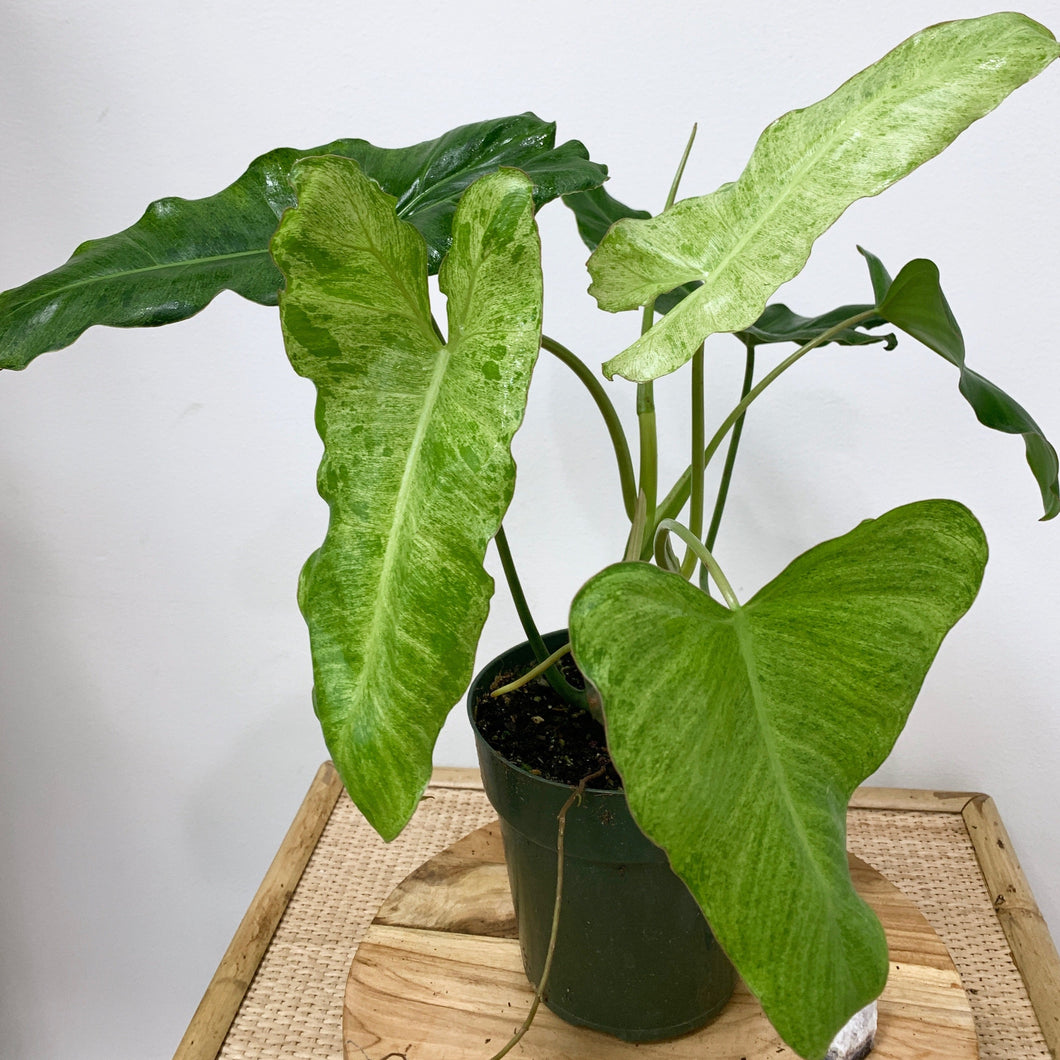 tanaman philodendron Philodendron 'Paraiso Verde'