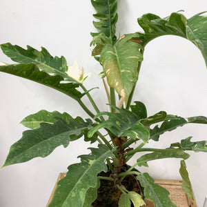 philodendron jungle boogie vs ring of fire 6" Philodendron Ring of Fire – Outside In