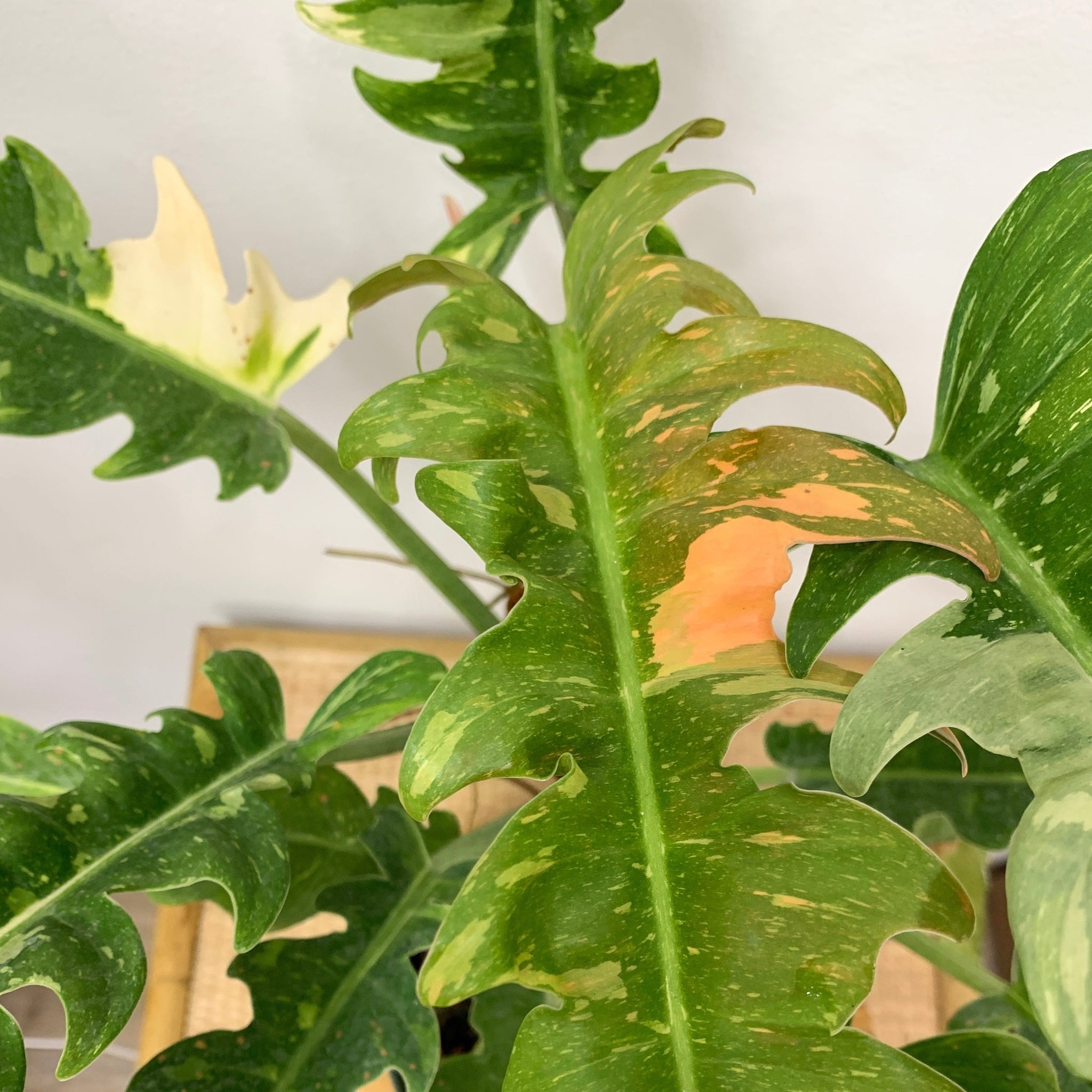 monstera ring of fire 6" Philodendron Ring of Fire – Outside In