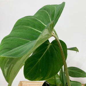 philodendron glorio 6" Philodendron gloriosum (flat petiole) – Outside In