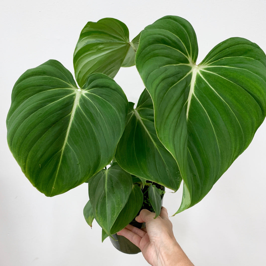philodendron annulatum 6" Philodendron gloriosum (flat petiole) – Outside In