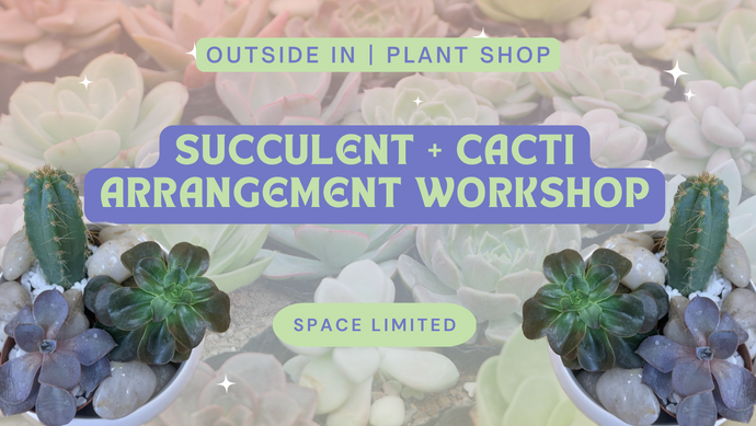 Succulent Arrangement Workshops