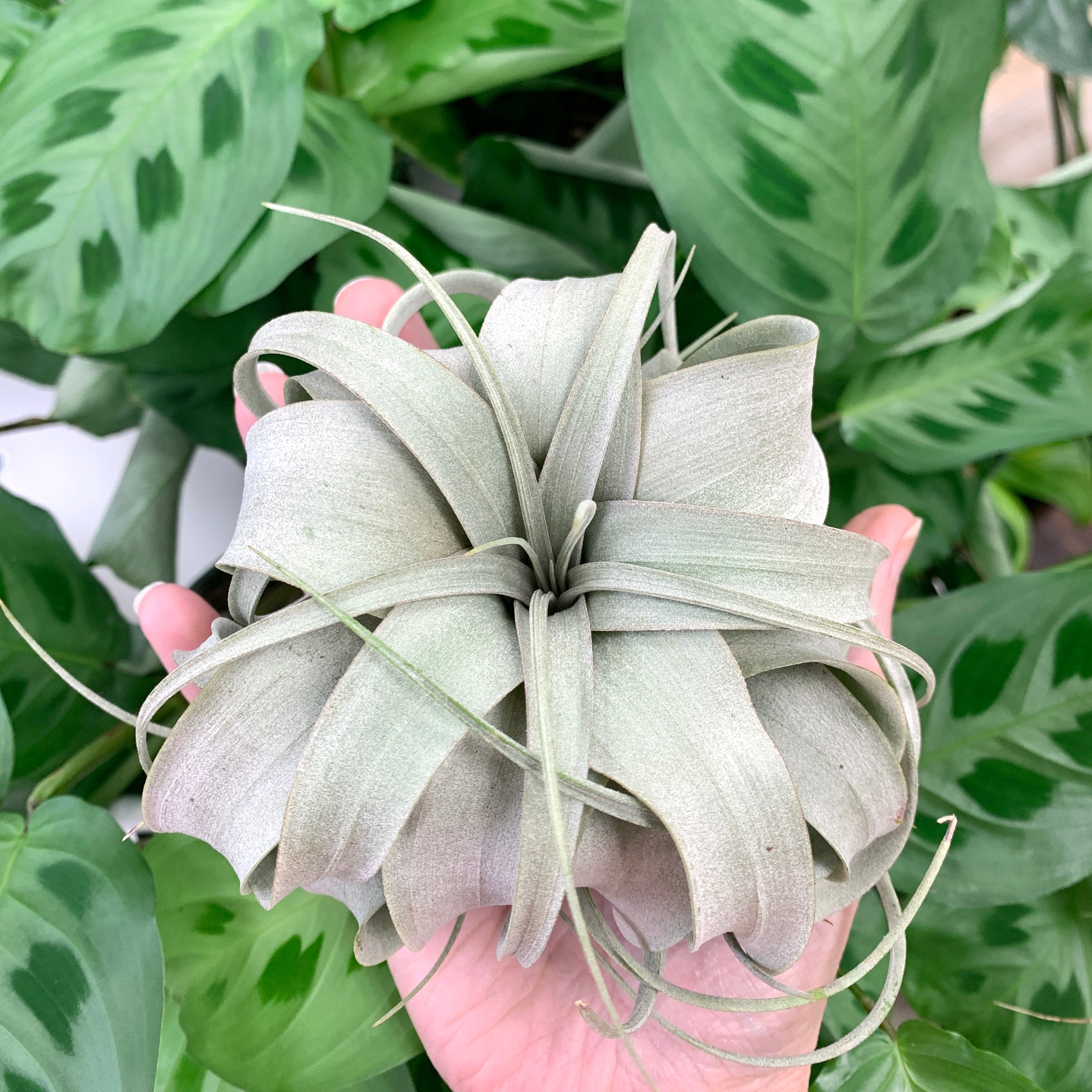 air plant xerographica Xerographica - M/L Airplant | Pet-Friendly Plants