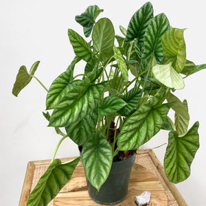 6" Alocasia 'Quilted Dreams'