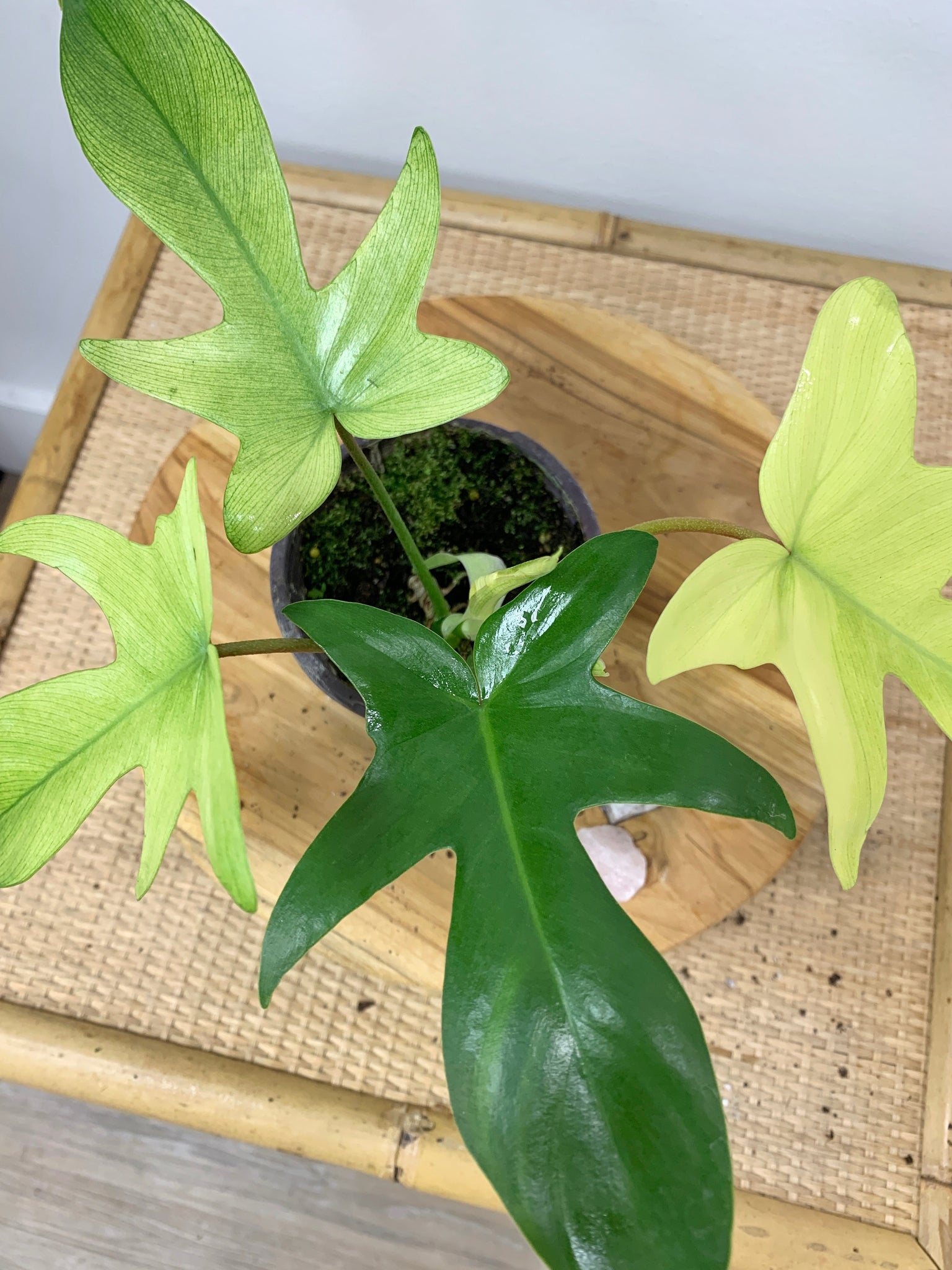 philodendron california ghost Philodendron Florida Ghost – Outside In