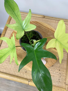 philodendron florida beauty vs ghost Philodendron Florida Ghost – Outside In