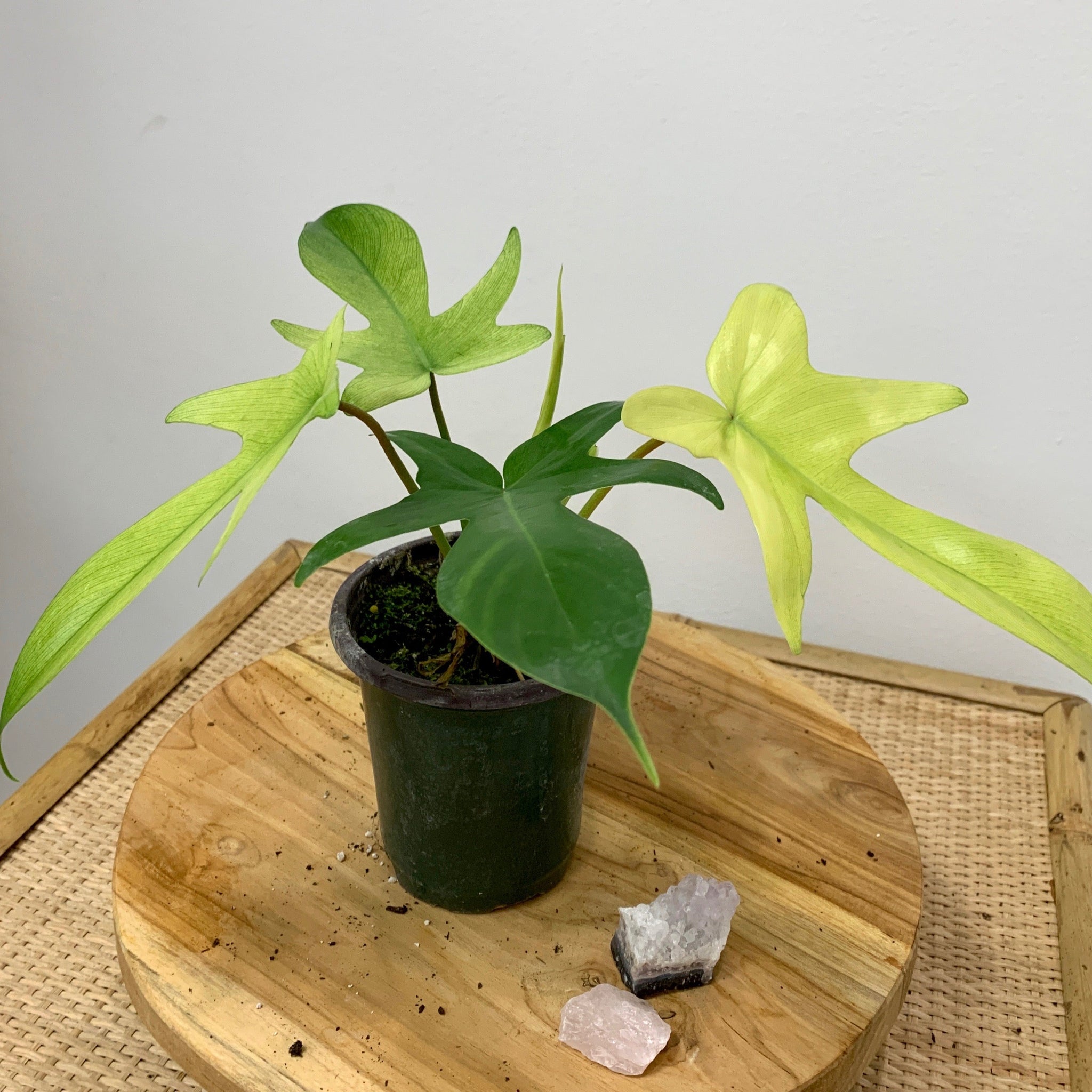 philodendron florida beauty vs florida ghost Philodendron Florida Ghost – Outside In